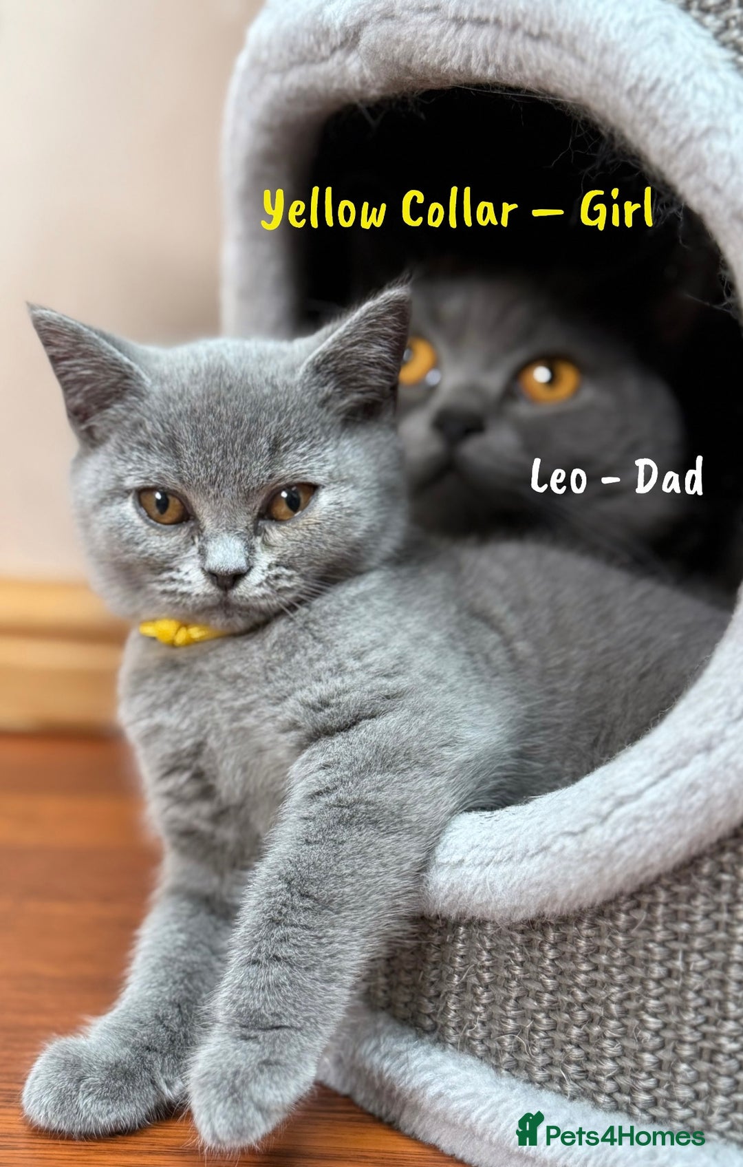British Shorthair cats for sale: 🐾 Champion Line Blue BSH Kittens GCCF Active 🐾  - Image 21