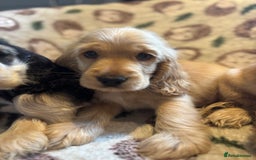 Cocker Spaniel dogs for sale: Outstanding Show cocker spaniels  - Image 7