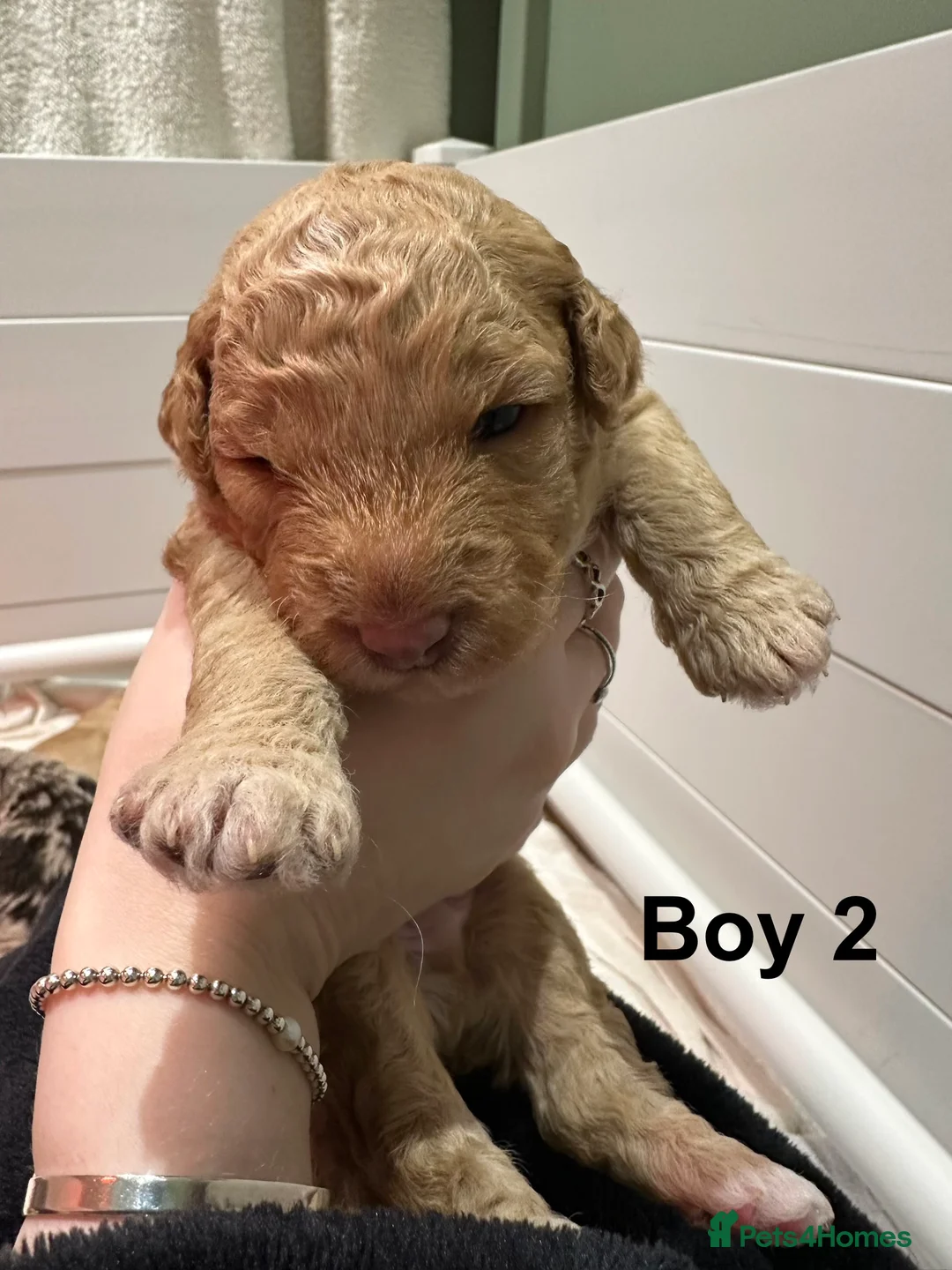 Cavapoo dogs for sale: 💥ONE BOY LEFT💥 F1B Cavapoo Puppies - Advert 20