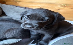 Labrador Retriever dogs for sale: Stunning Labrador KC Registered Puppies - Image 12