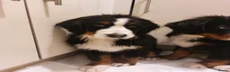 Bernese Mountain Dog dogs for sale: Bernese Mountain Dog  - Advert 1