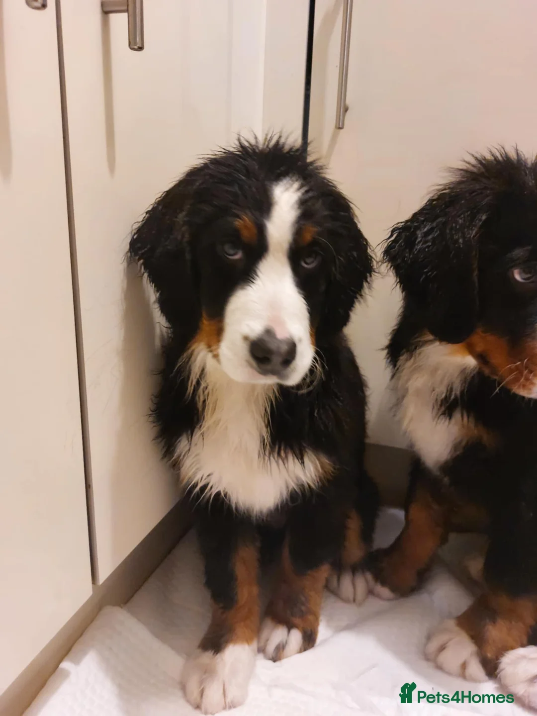 Bernese Mountain Dog dogs for sale: Bernese Mountain Dog  - Advert 1