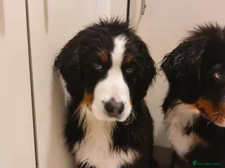 Bernese Mountain Dog dogs Bernese Mountain Dog - Advert 7