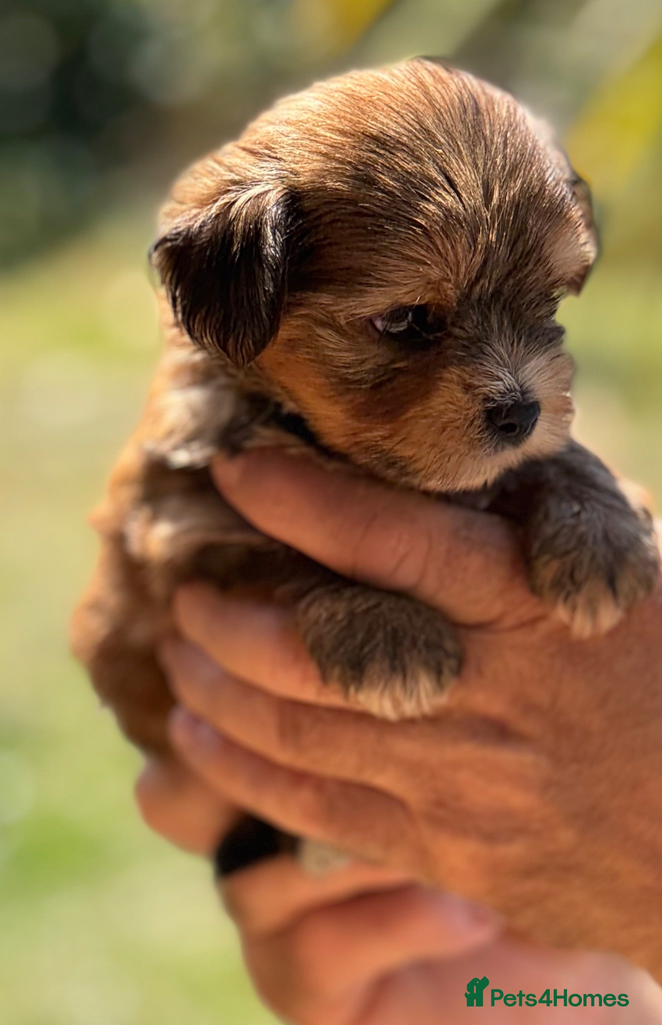 Yorkshire Terrier dogs Super Health tested Ocean Pearl /coloured Yorkies  - Advert 2