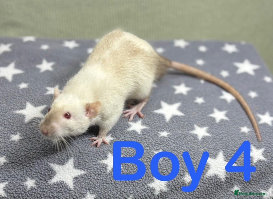 Rat rodents Super friendly baby rats  - Advert 1