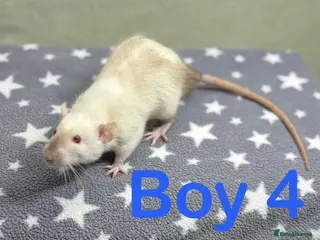 Rat rodents Super friendly baby rats - Advert 1