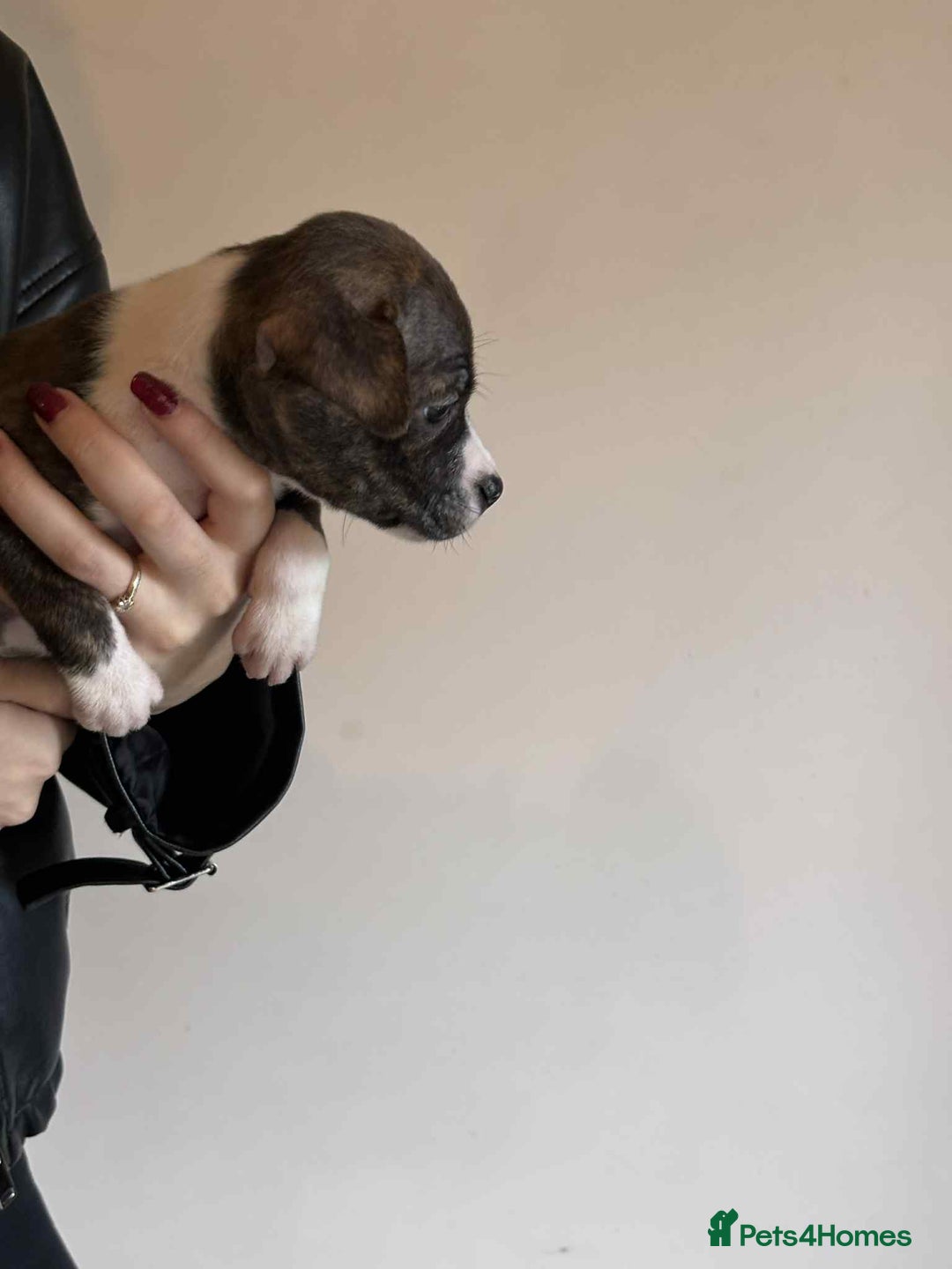Staffordshire Bull Terrier dogs for sale: Blue staffy pups - Image 5