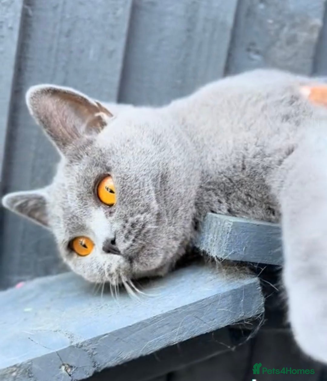 British Shorthair cats for sale: Beautiful Blue British Shorthair female cat QUEEN - Image 7