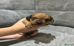 Miniature Dachshund dogs for sale: Beautiful Miniature Dachshund Puppies - Image 20