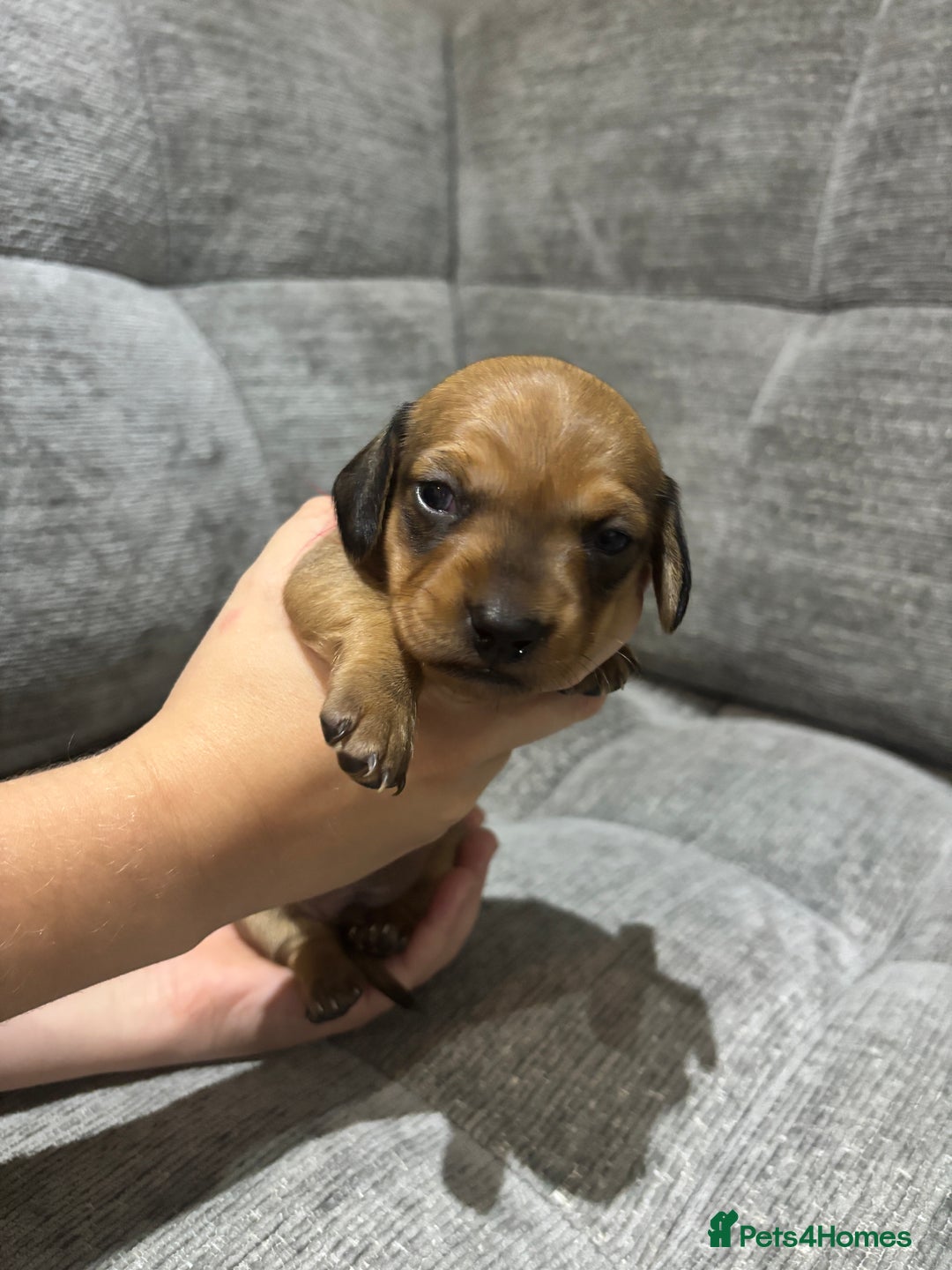 Miniature Dachshund dogs for sale: Beautiful Miniature Dachshund Puppies - Image 20