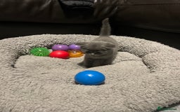 British Shorthair cats for sale: British Shorthair  - Image 10