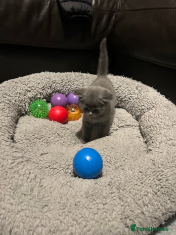 British Shorthair cats - Advert 9