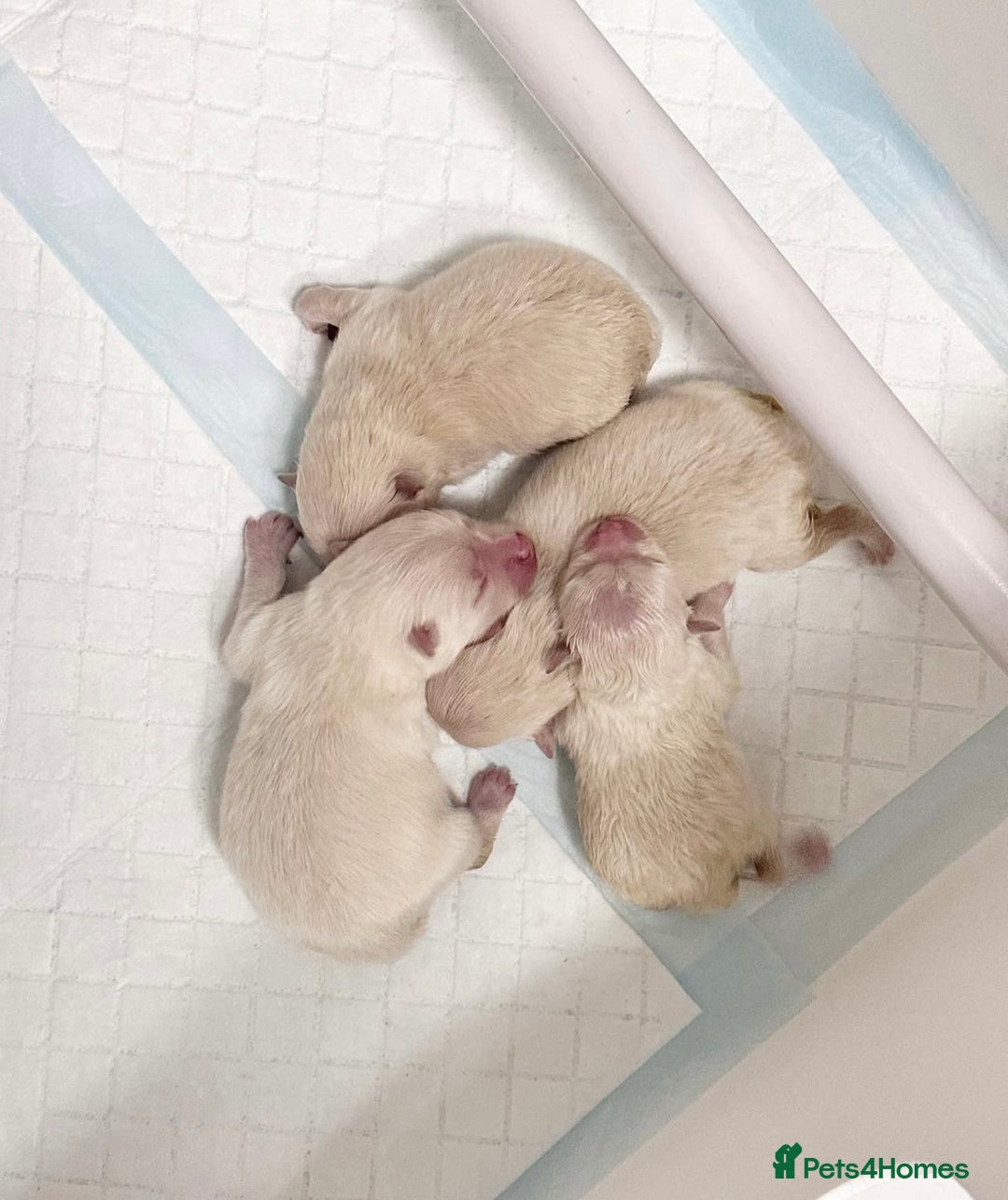 Pomeranian dogs for sale: Champion blood line teddy bear Pomeranian pups  - Advert 2