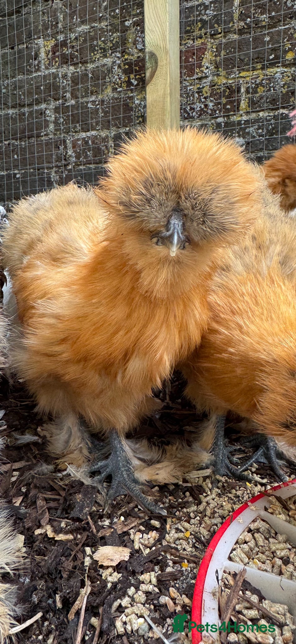 Chickens poultry Silkie Bantam Pullets For Sale (chickens)  - Advert 1