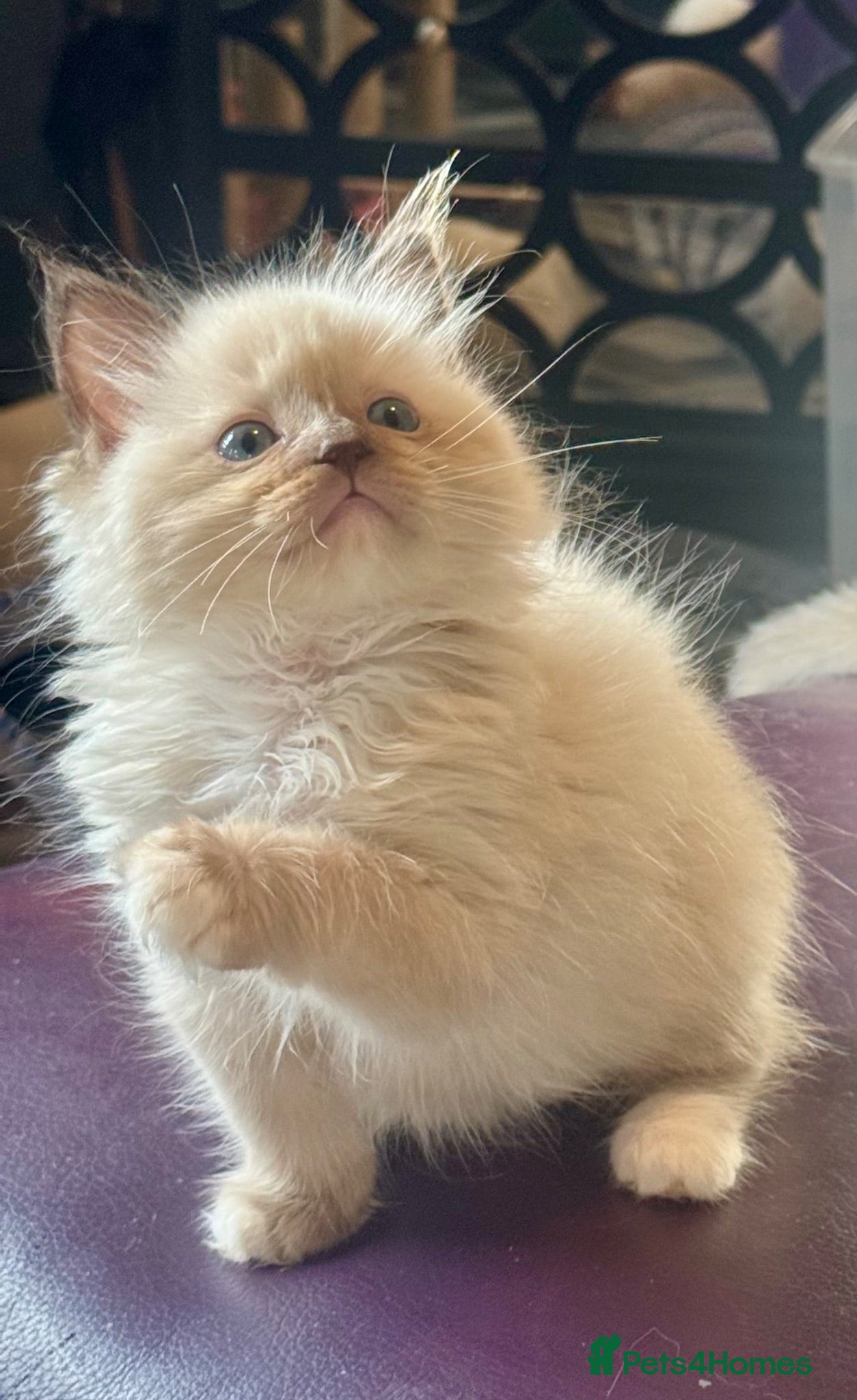 Ragdoll cats Lilac Chocolate full pedigree - Advert 8