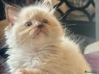 Ragdoll cats Lilac Chocolate full pedigree - Advert 8