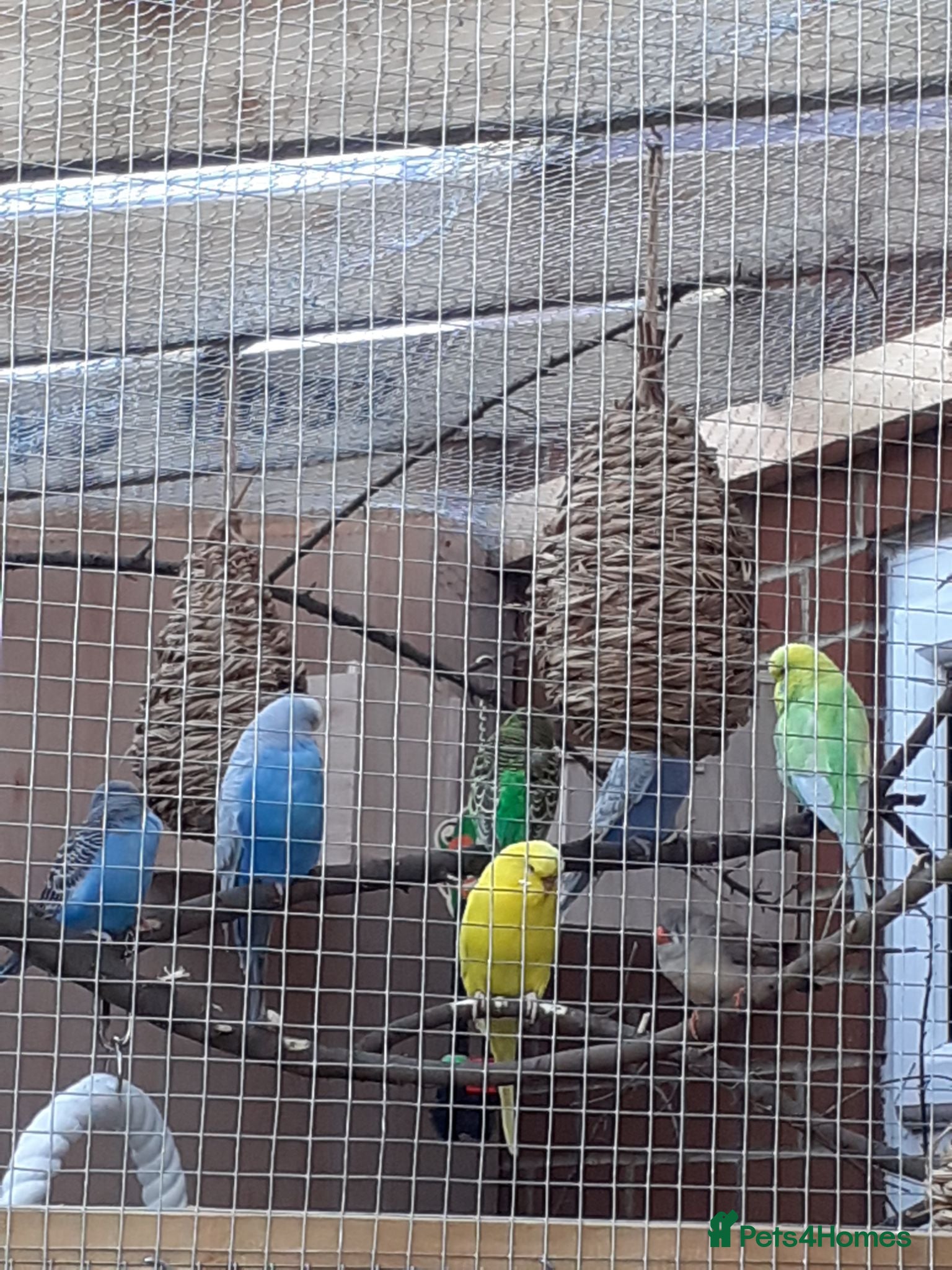 Budgerigars birds Budgies for sale - Advert 1