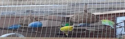 Budgerigars birds for sale: Budgies for sale - Advert 1