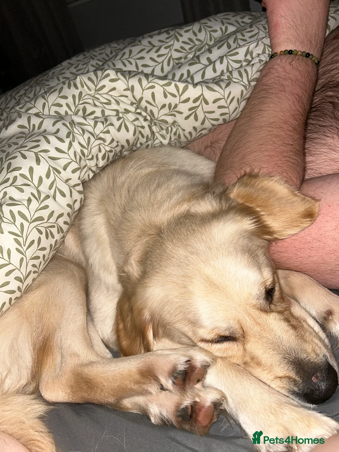 Golden Retriever dogs for sale: Golden Retriever - Millie - Advert 7