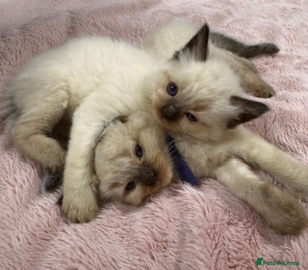 Ragdoll cats for sale: Purebred Ragdoll Kittens (TICA REG PARENTS) - Image 6