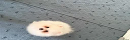 Pomeranian dogs for sale: Tiny White snow Pomeranian Puppies  - Advert 34