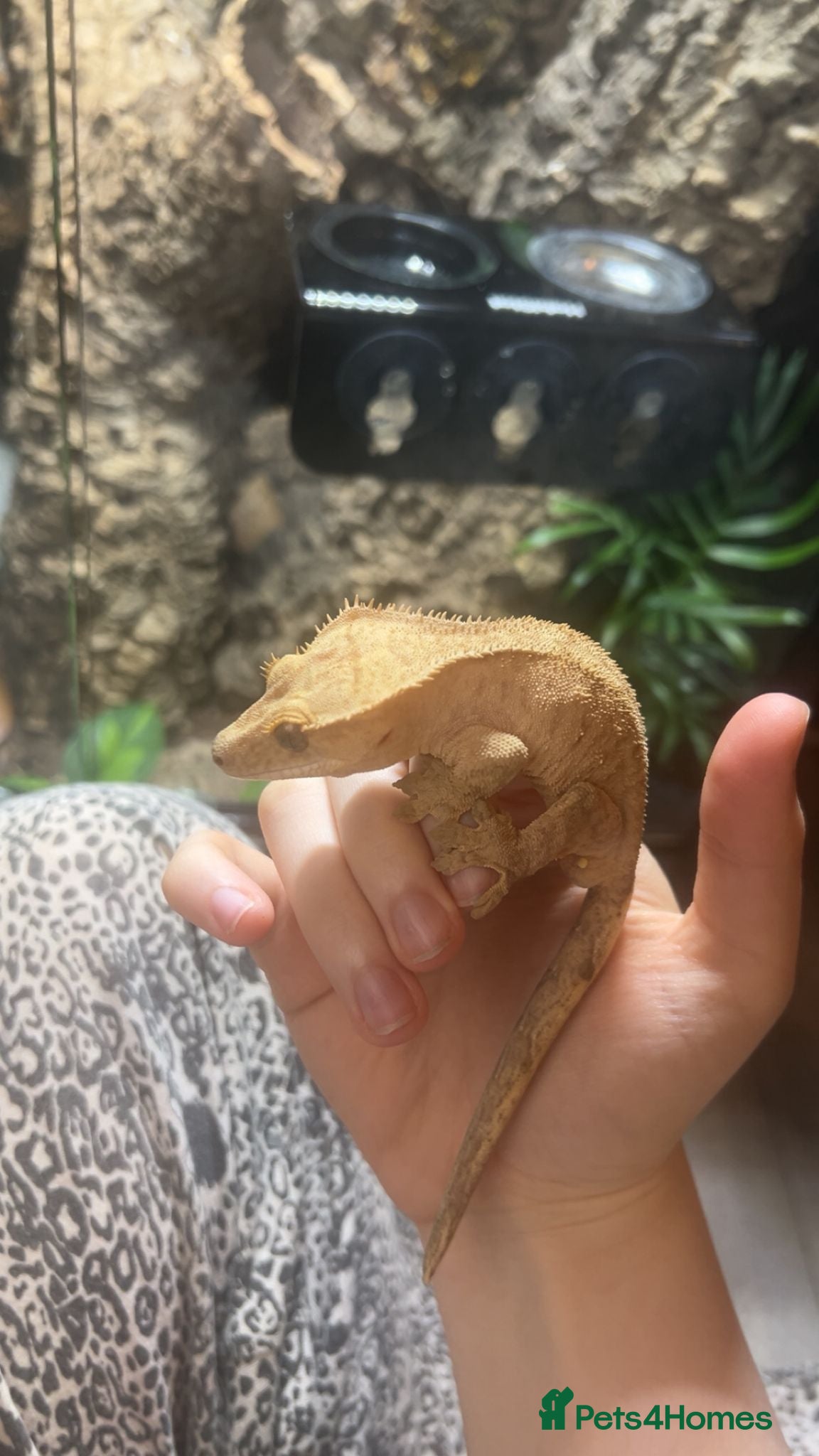 Gecko reptiles Male crested gecko - Advert 7