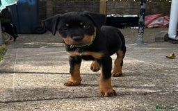 Rottweiler dogs for sale: Healthy Rottweiler puppies ready now  - Image 5