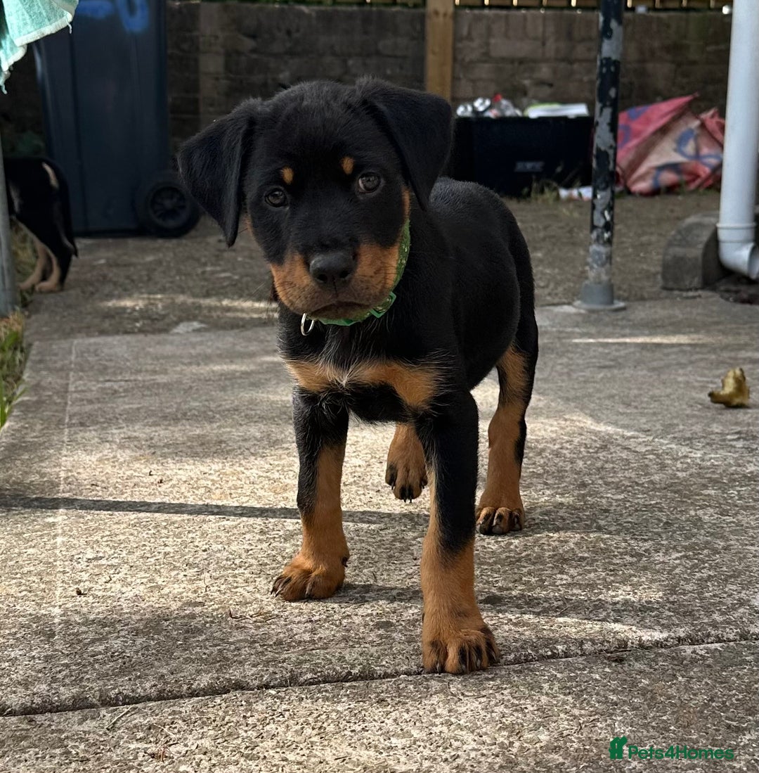 Rottweiler dogs for sale: Healthy Rottweiler puppies ready now  - Image 5