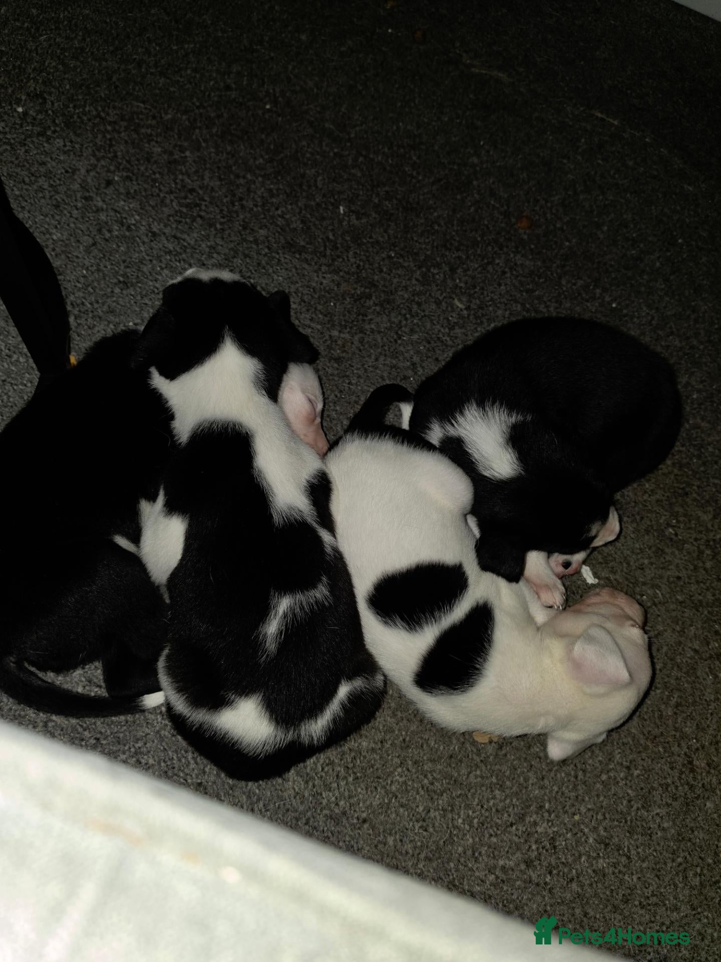 Border Collie dogs for sale: Border collie pups - Advert 13