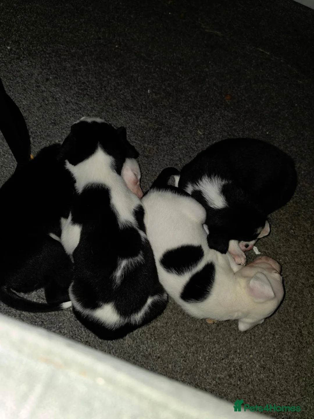Border Collie dogs for sale: Border collie pups - Advert 1