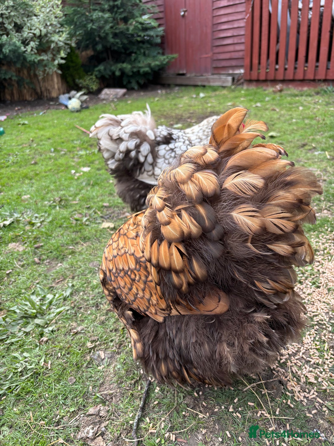 Chickens poultry for sale: Beautiful Hens - Image 5
