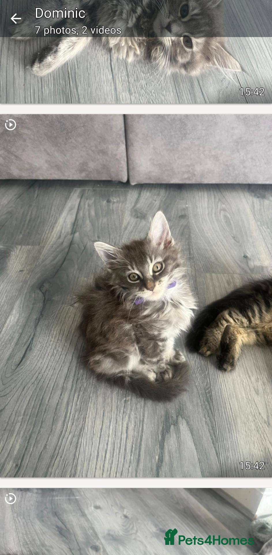 Maine Coon cats Main coon kittens - Advert 15