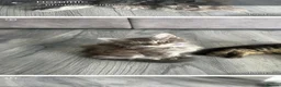 Maine Coon cats for sale: Main coon kittens - Advert 1