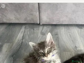 Maine Coon cats Main coon kittens - Advert 1