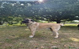 Turkish Kangal dogs for stud: Bruno 'The Kangal King' - Image 3