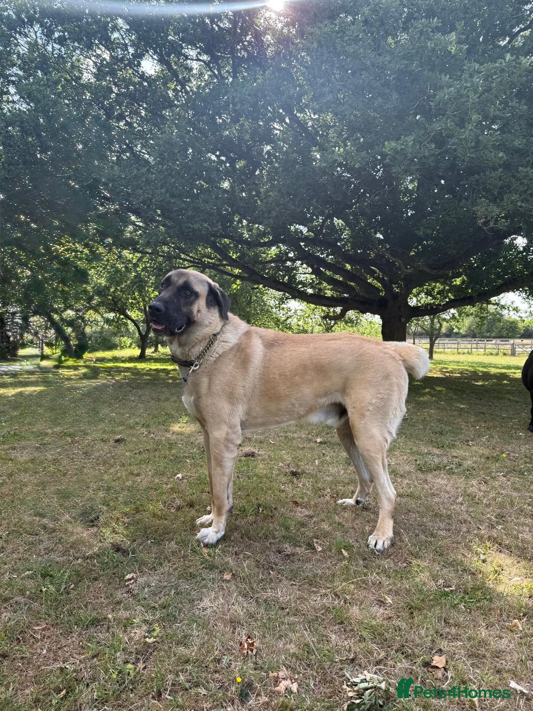 Turkish Kangal dogs for stud: Bruno 'The Kangal King' - Image 3