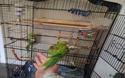 Parrots birds for sale: Ring neck  - Image 4