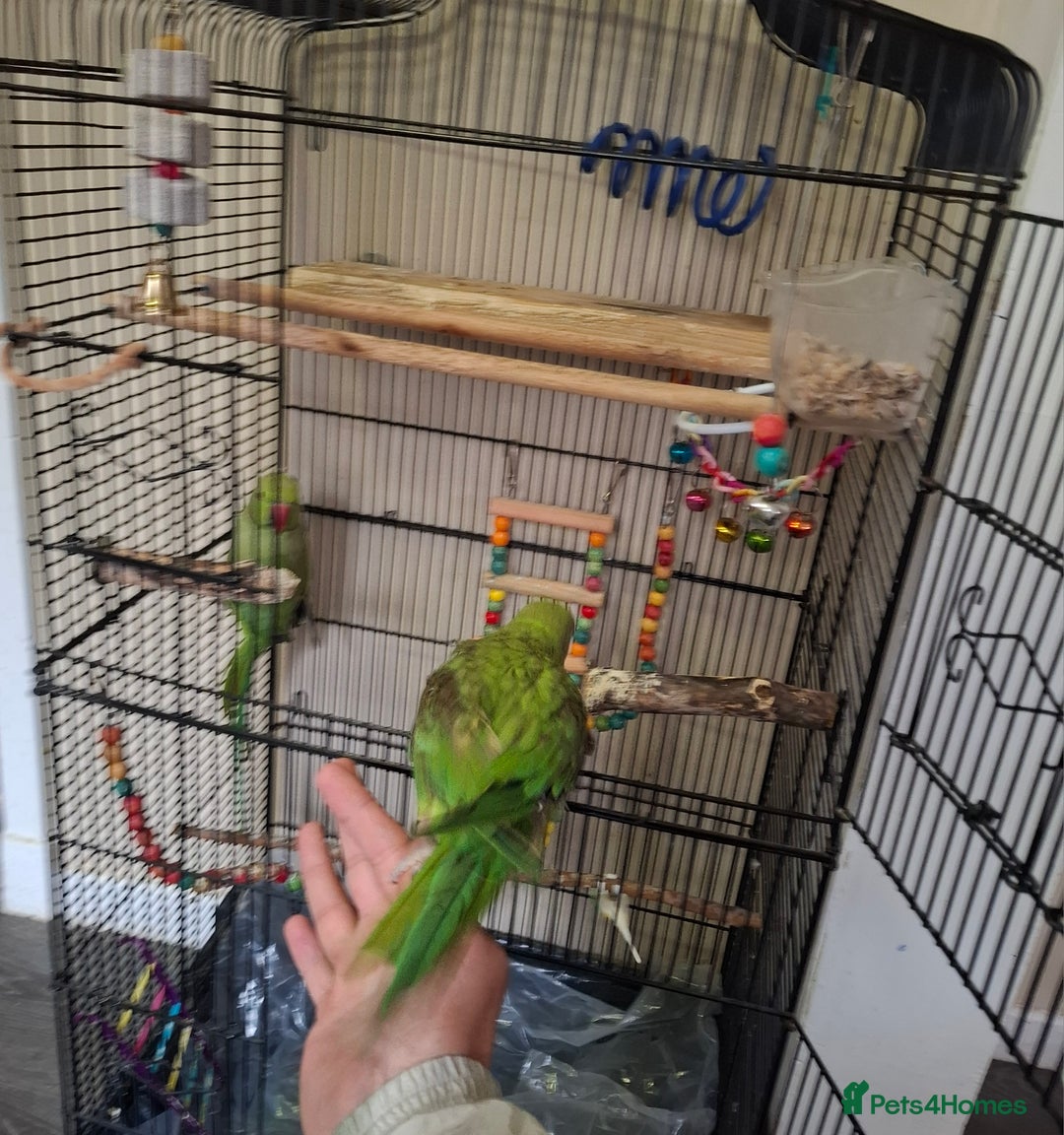 Parrots birds for sale: Ring neck  - Image 4