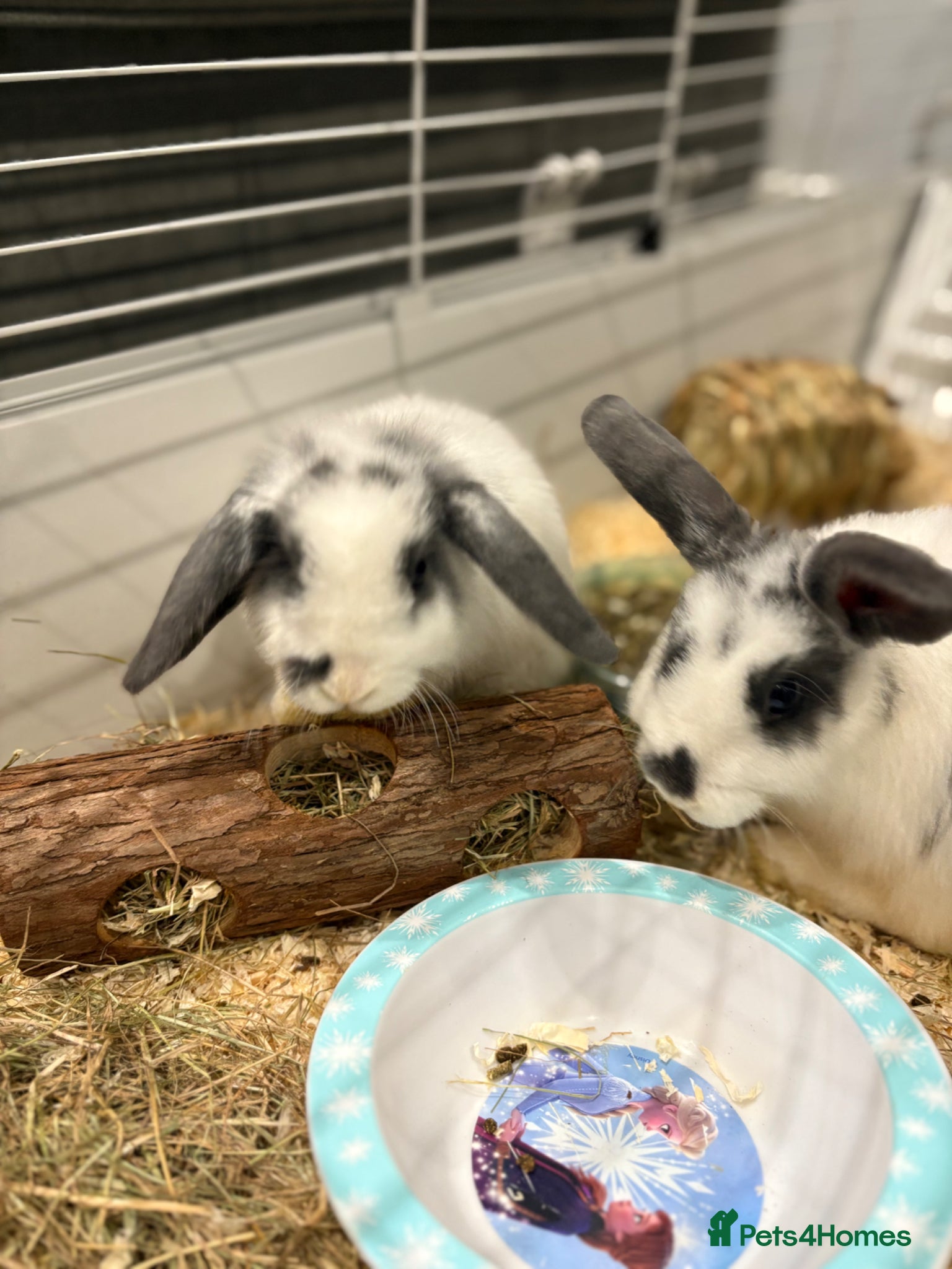 Dwarf Lop rabbits Mini loop bunnies  - Advert 6