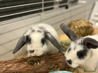 Dwarf Lop rabbits Mini loop bunnies - Advert 4