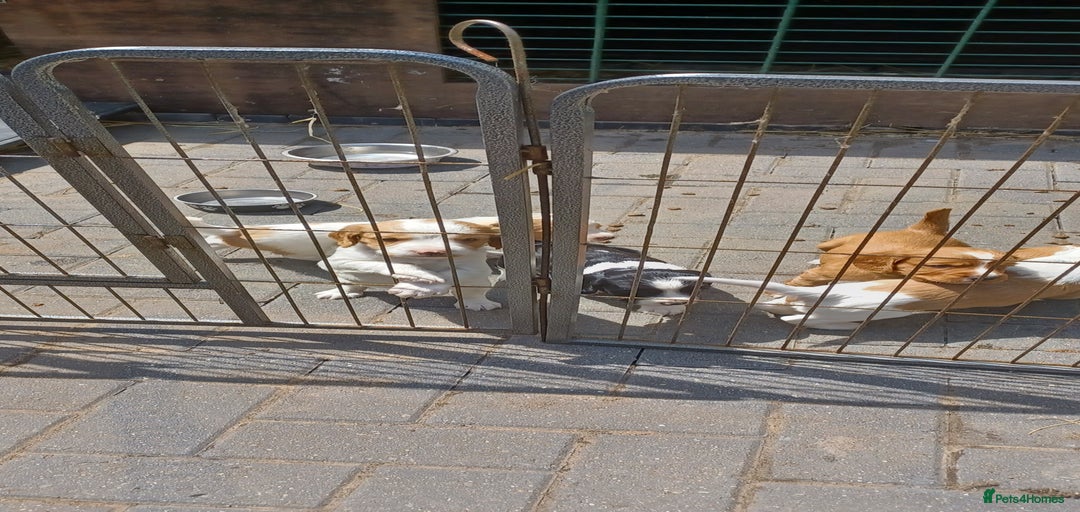 Gallery Image {{count}}