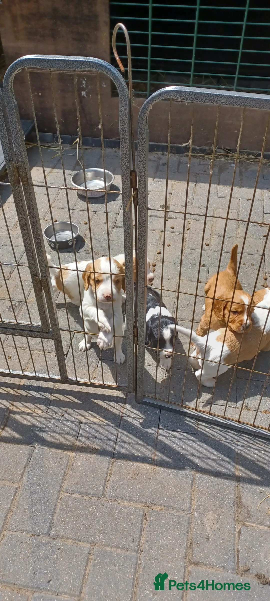 Gallery Image {{count}}