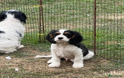 Cavapoo dogs for sale: Super healthy Cavapoo boys.Ready now - Image 1