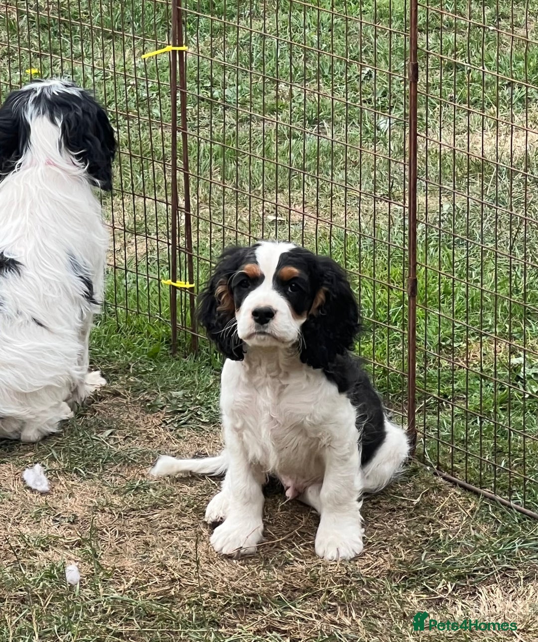 Cavapoo dogs for sale: Super healthy Cavapoo boys.Ready now - Image 1