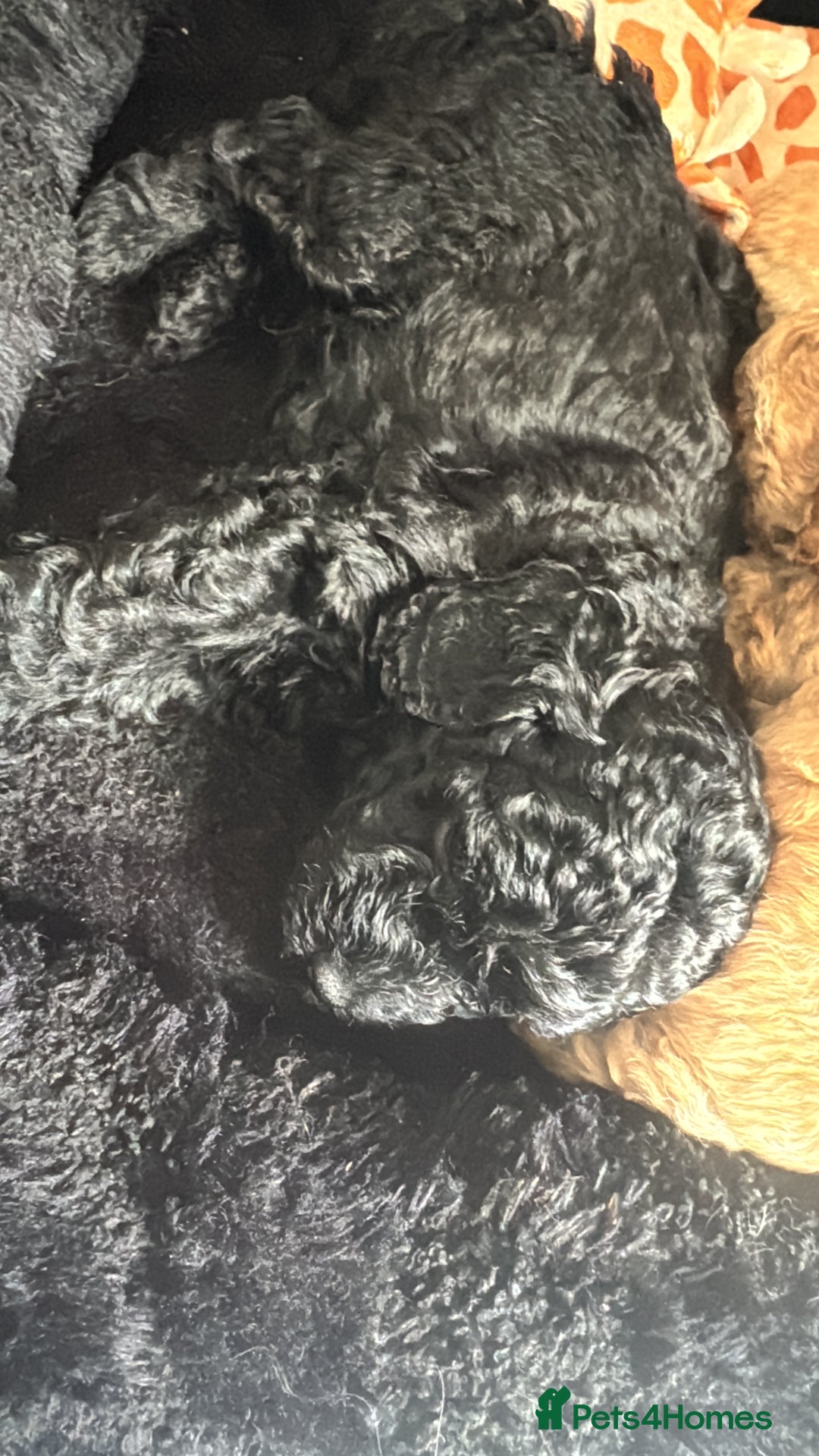 Cockapoo dogs for sale: 2 boys 2 girl Cockapoo puppy’s  - Image 10