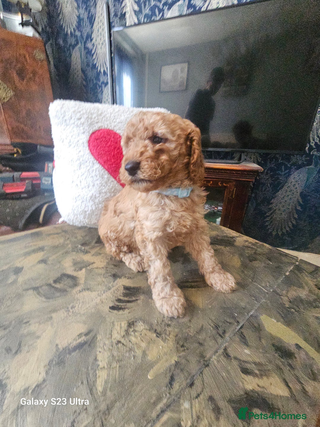 Miniature Poodle dogs for sale: Kc reg outstanding miniature Poodles in Stourbridge - Image 2