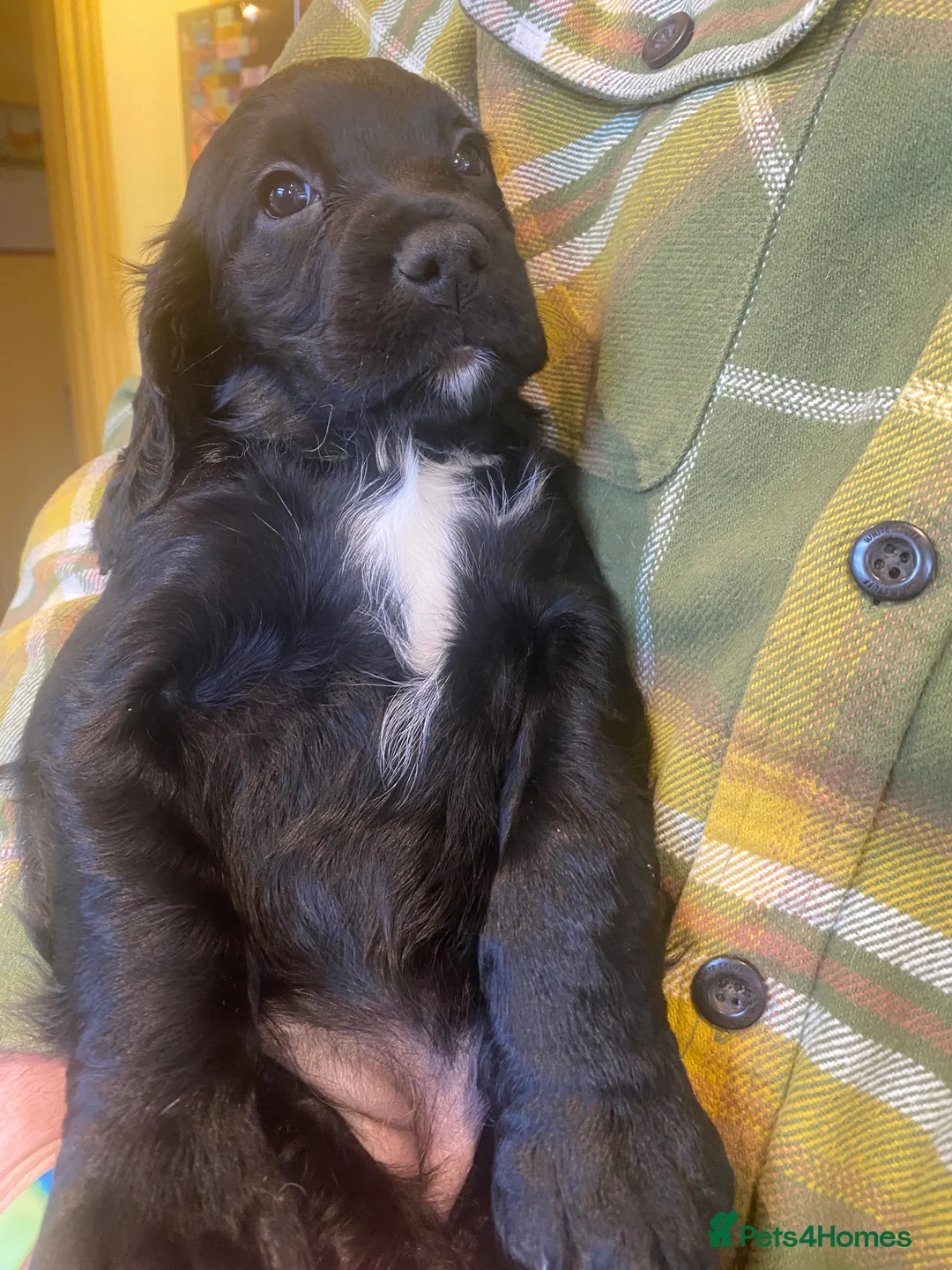 Cocker Spaniel dogs for sale: Working Cocker Puppies - Advert 2