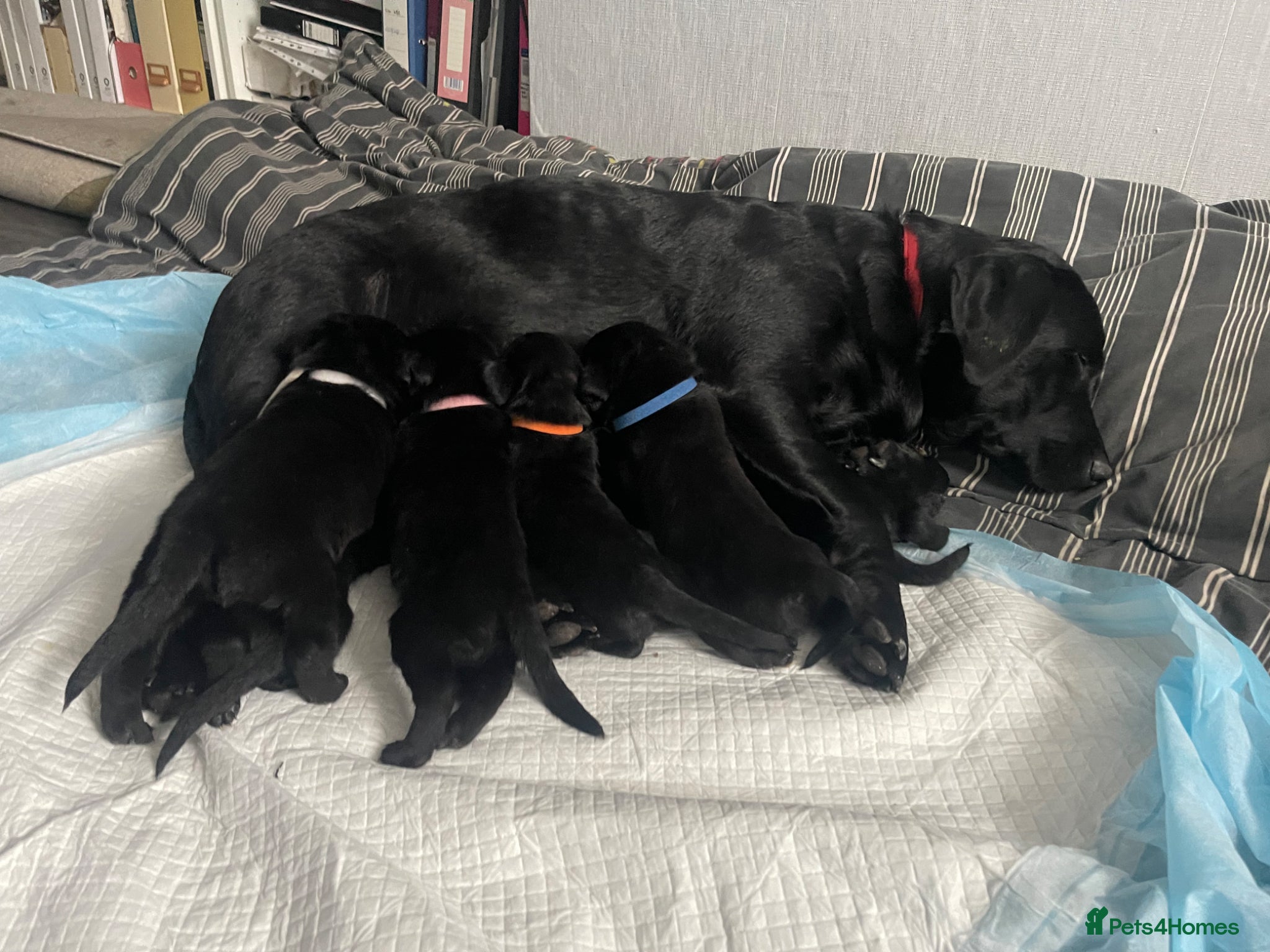 Mixed Breed dogs Adorable Lab x German Shepherd Puppies - Advert 1