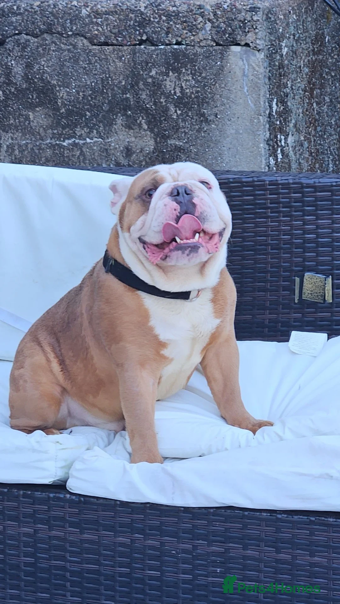English Bulldog dogs for sale: 3 year old Male English Bulldog in Milford Haven - Advert 1
