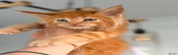 Maine Coon cats for sale: Registered Maine Coon kittens - Advert 13
